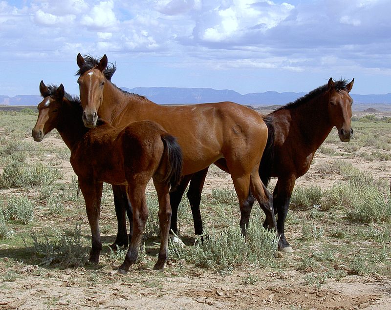 Mustang Horses